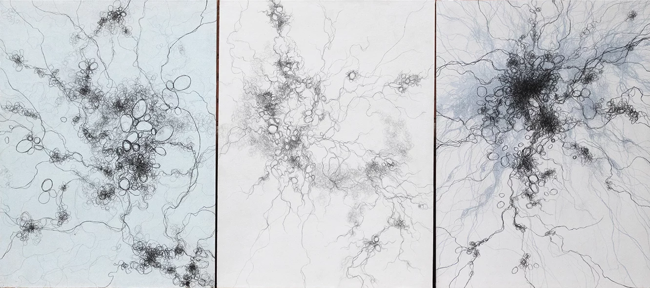 Nature Drawing Triptych, 3@ 24″ x 18″ charcoal and graphite on panel by Tania Dibbs